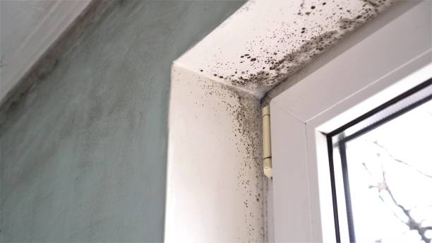 Best Post-Construction Mold Inspection  in West Liberty, IA