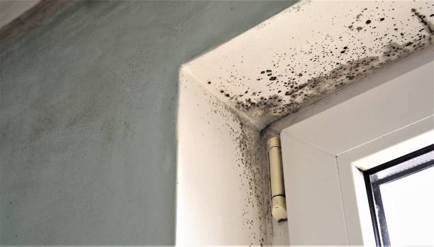Best Indoor Air Quality Assessment  in West Liberty, IA