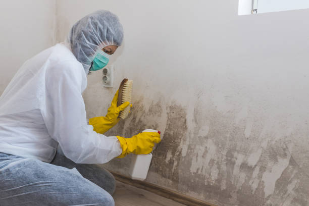 Best Emergency Mold Remediation  in West Liberty, IA