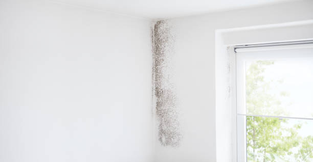 Best Mold Remediation for Healthcare Facilities  in West Liberty, IA