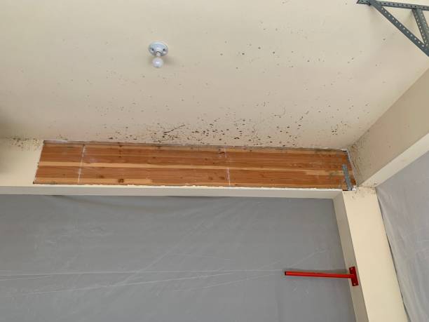 Forensic Mold Investigation in West Liberty, IA