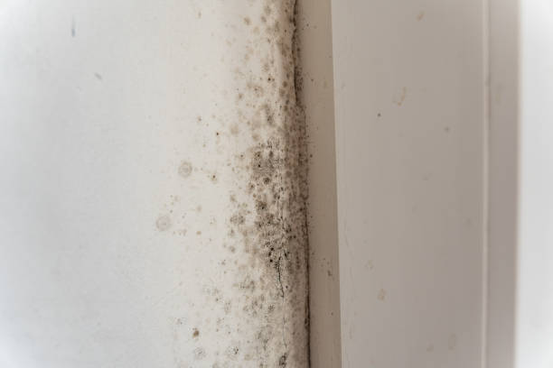 Best HVAC Mold Inspection and Cleaning  in West Liberty, IA
