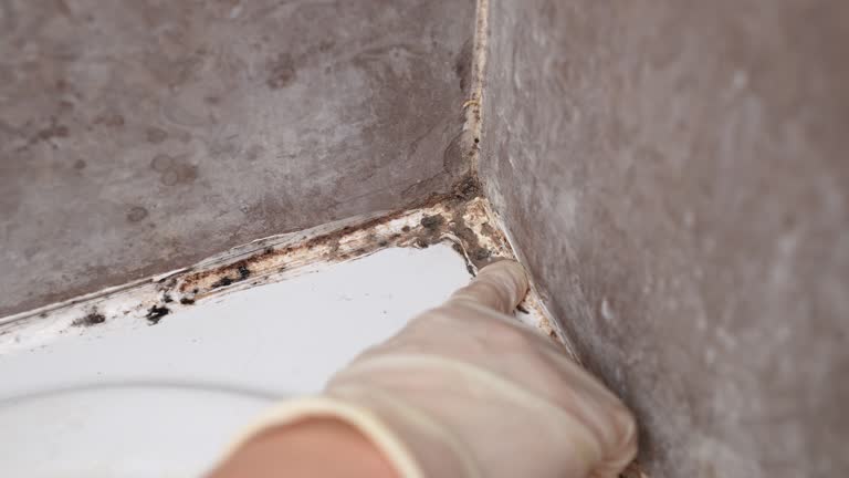 Best Post-Remediation Verification Testing  in West Liberty, IA