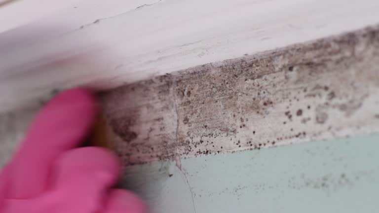 Best Comprehensive Air Testing for Mold Contaminants  in West Liberty, IA